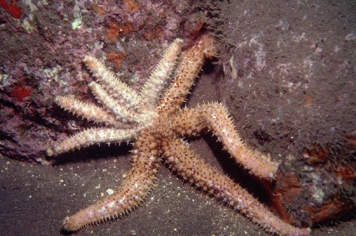 Coscinasterias tenuispina